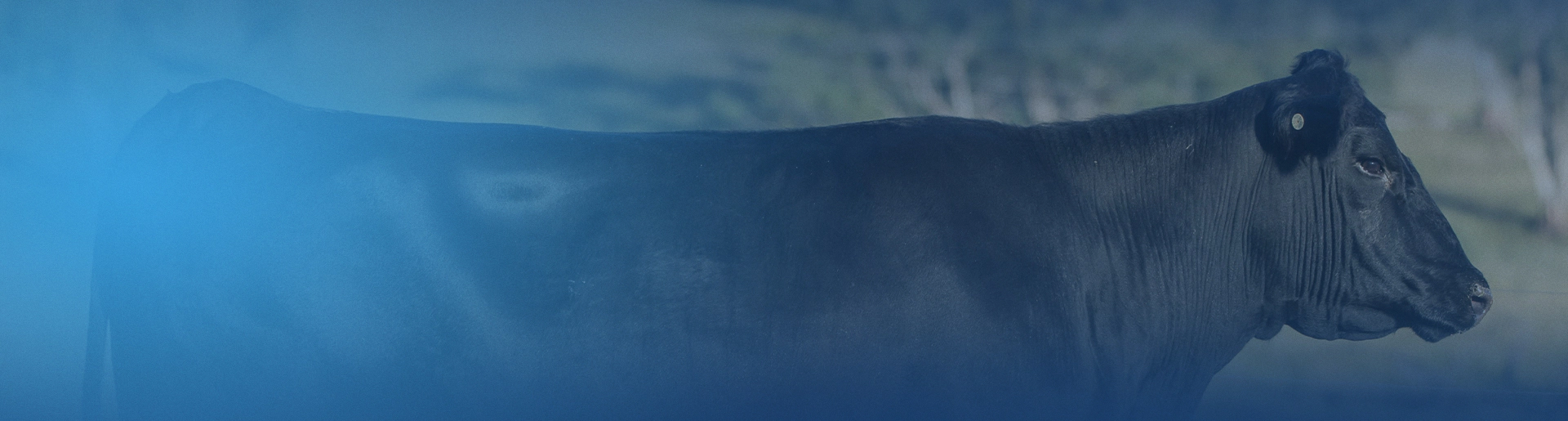 background image of angus beef cow