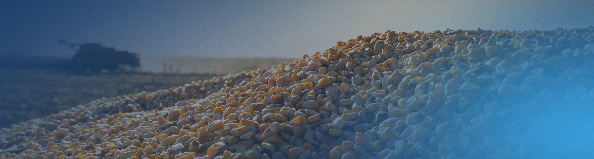 harvested corn in corn field