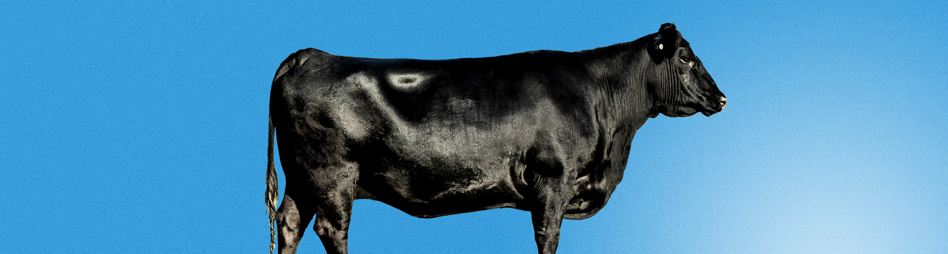 angus cow on blue background